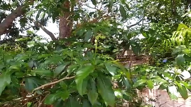 बरसात हो तो इस पक्षी की आवाज दिल को देती है सुकून, जानिए कौनसा पक्षी है वह