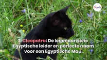Top 10 geniale kattennamen