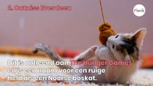 Top 10 grappige kattennamen