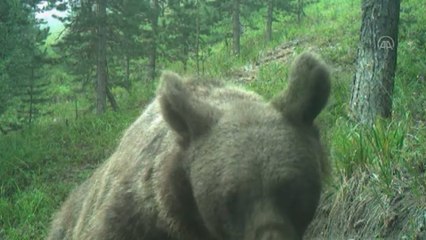 Vaşaktan bozayıya çok sayıda yaban hayvanı uydu vericisiyle takip ediliyor