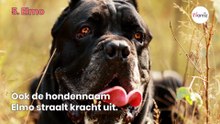 Top 10 krachtige hondennamen