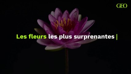 La beauté des fleurs en plusieurs images