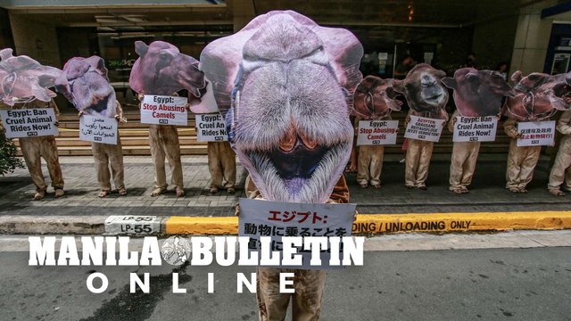 PETA supporters urge Egyptian government to prohibit animal cruelty
