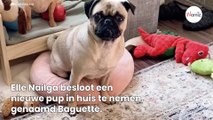 Hond doet alsof ze blind is: dierenartsen onthullen de reden van dit merkwaardige gedrag