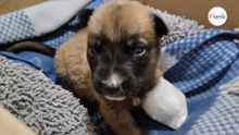 Blaire, de driepotige hond: haar verhaal is hartverscheurend