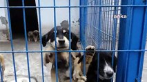 Kuşadası Evcil Hayvan Rehabilitasyon Merkezi'nde binlerce sokak hayvanı kısırlaştırıldı