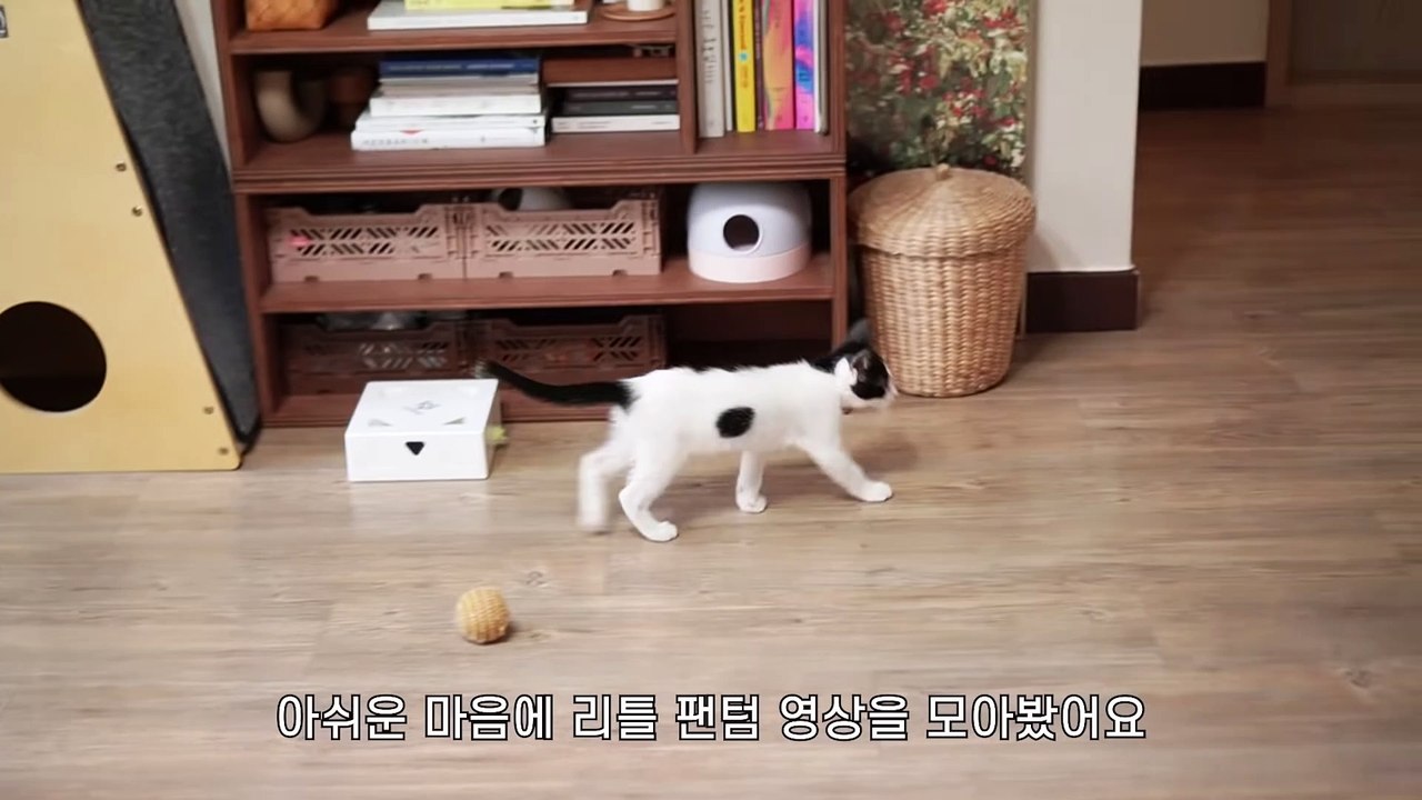 ☁️ Kitten severely bulked up after 3 months (ENG SUB)