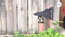 Beware of dog poster: als je ziet wat er achter het hek zit, dan rollen de tranen over je wangen (video)
