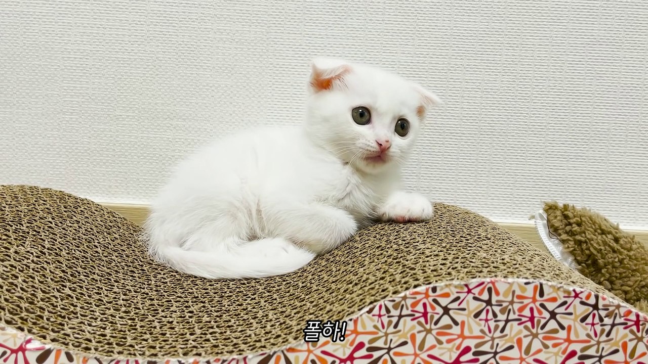 ‍❄️ 1 second before killing a cockroach (ENG SUB)