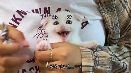 ‍❄️ The constant screaming of a baby cat for 3 minutes (ENG SUB)