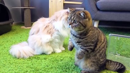  LuLu is thinking about stealing snacks