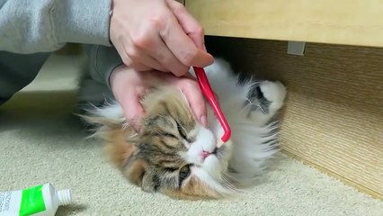  Brushing cute cat's teeth! 