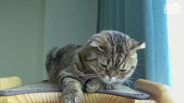 Watching jelly beans together under the cat tree tower