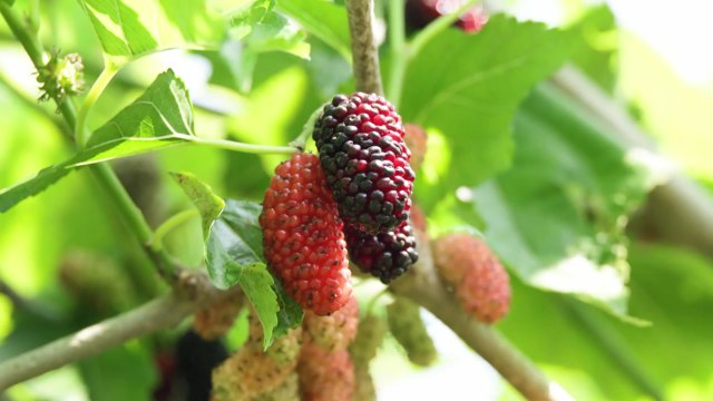 [녹색] 뽕나무 열매 '오디' 소화기능 개선 효과... 의약품 개발 추진 / YTN