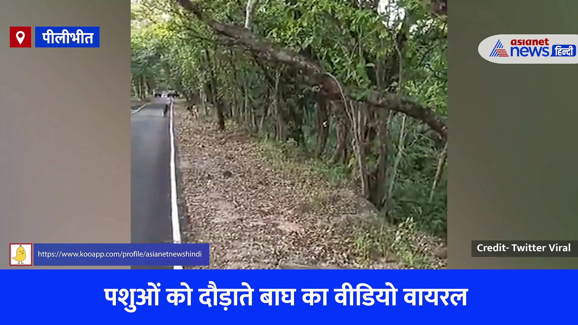 पीलीभीत टाइगर रिजर्व में Tiger ने पर्यटकों के सामने दबोचा शिकार, देखें रोमांचक Video