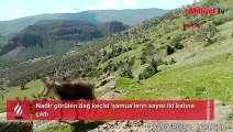 Nadir görülen dağ keçisi 'şamua'ların sayısı iki katına çıktı