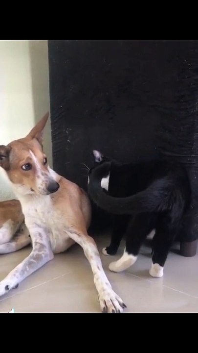 Funny cat and dog
