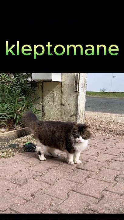 Un chat voleur de gants ! (Insolite)