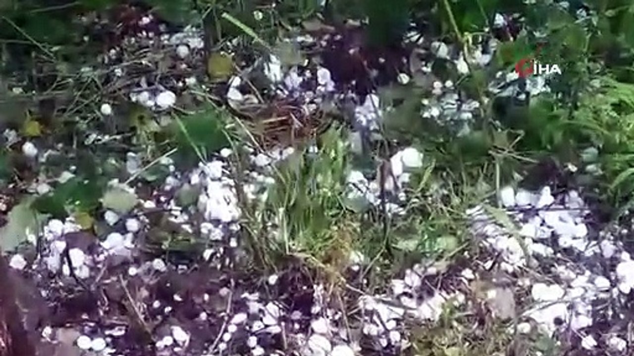 Une grêle de la taille d'une noix frappe les noisetiers d'Ordu