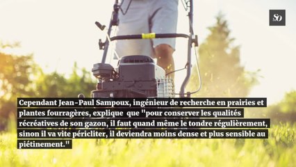 Pourquoi vous ne devriez pas tondre votre pelouse avant mi-juin