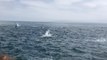 Hundreds Of Dolphins Form Rare Superpod | Wild-ish TV
