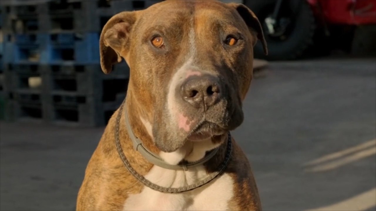 Pitbull beißt sechs Menschen und wird erschossen