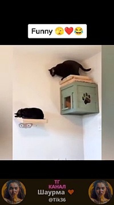 New Funny Videos 2022  Cutest People Doing Funny Things