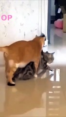 New Funny Videos 2023  Cutest Cats Doing Funny Things