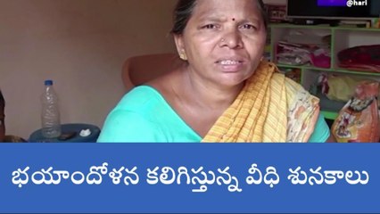 కొత్తగూడెం: కుక్క స్వైర విహారం.. ఆందోళనలో ప్రజలు