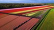 Tulip Fields In The Netherlands Drone | No Copyright Background Video | Romance Post BD