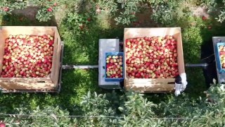 How to produce millions of Apple Tree - Apple Seedlings Production - Harvesting and processing Apple