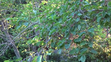 Scienza & Salute: 'Il gelso, succulento aperitivo d'estate'