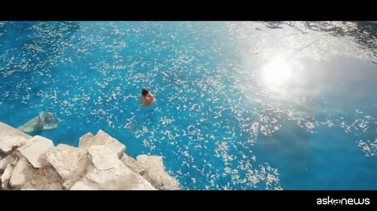 Edoardo Pesce: io, pesce rosso con la pinna finta da squalo