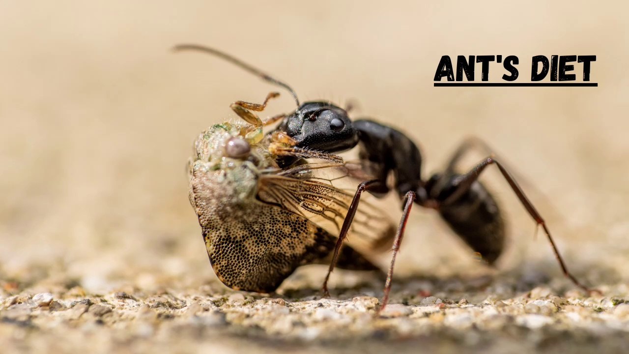 What Does An Ant Eat - video Dailymotion