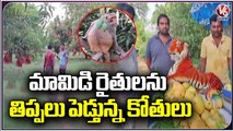 Mango Farmers Suffer Loss Due To Monkeys Issue At Mahabubabad _ V6 News (2)