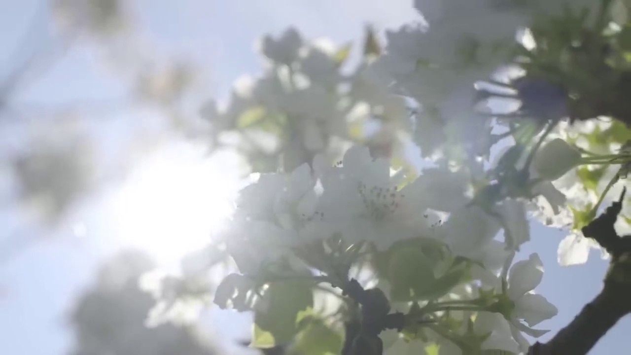 How to produce millions of Apple Tree - Apple Seedlings Production - Harvesting and processing Apple