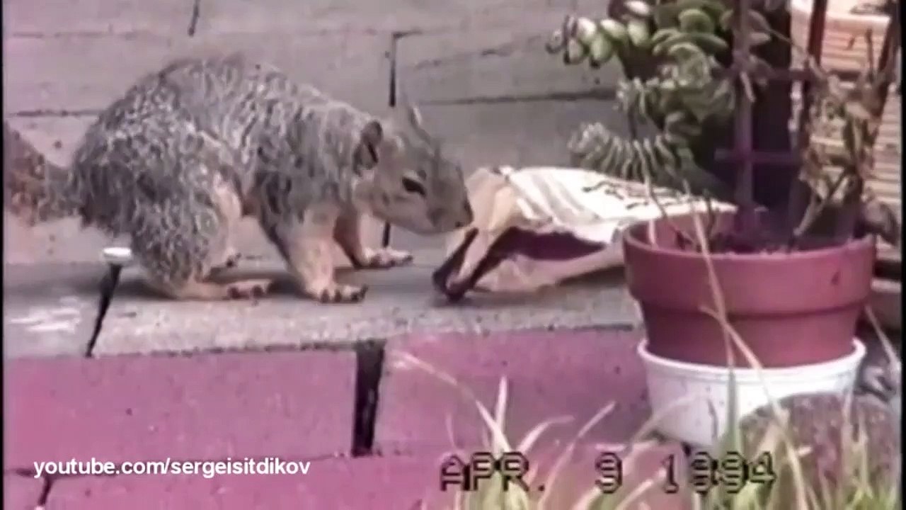 Funny Selection of the best jokes Tik Tok Vidoes 2023