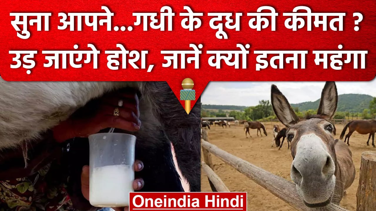 World Milk Day: गधी के Milk की कीमत जानकर उड़ जाएंगे होश, जानिए क्या हैं फायदे | वनइंडिया हिंदी