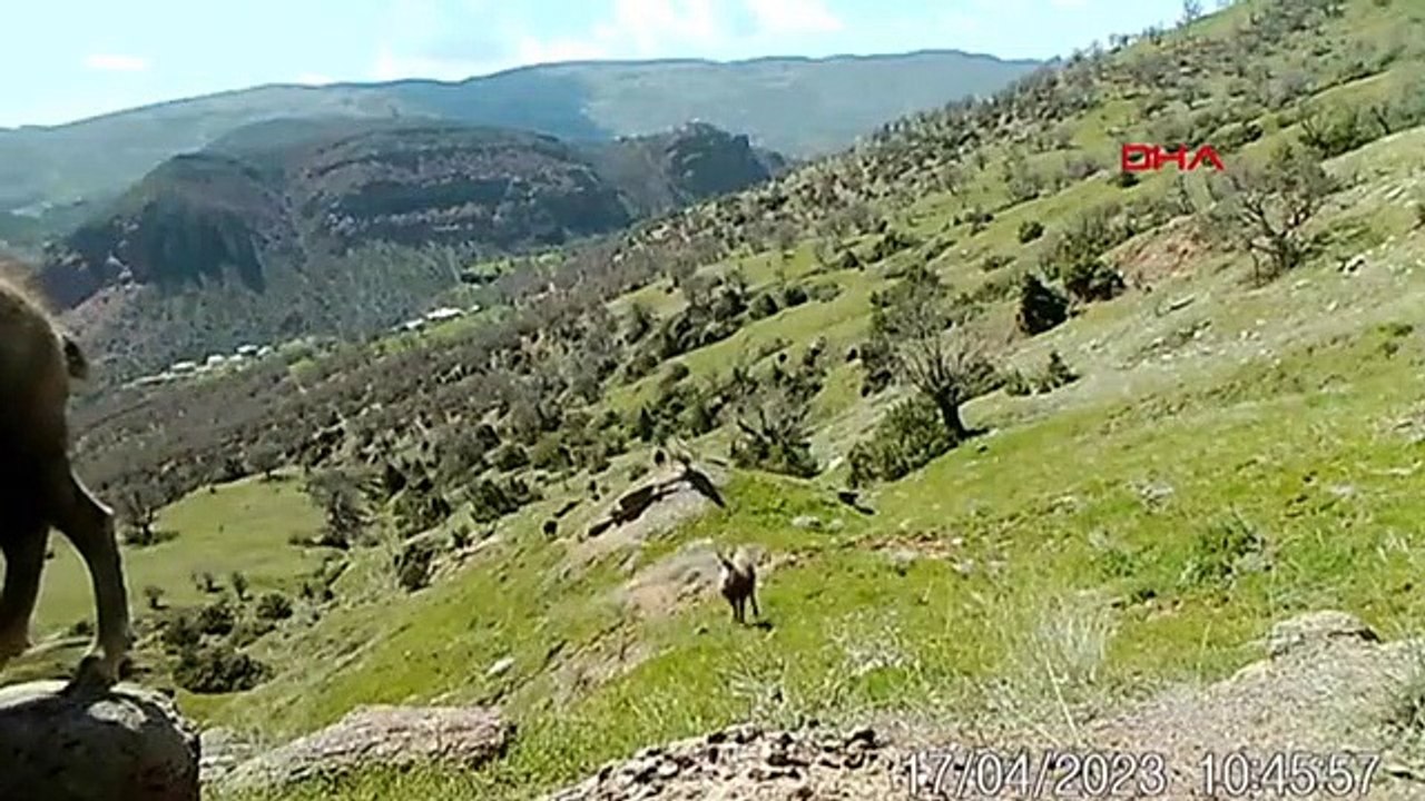 Le nombre d'espèces de chèvres de montagne en voie de disparition 'shamua' a augmenté à Tunceli