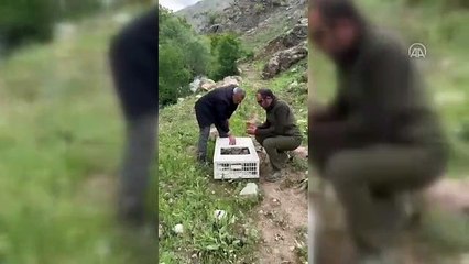 Hakkari’de doğaya 650 keklik salındı