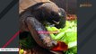 Woman adopts lonely senior tortoise after he lost his home