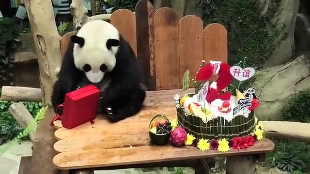Le panda géant Sheng Yi fête son deuxième anniversaire avec un gâteau