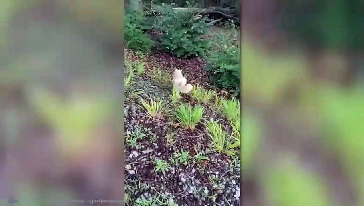 Tiere Die Menschen Um Hilfe Bitten! (3)