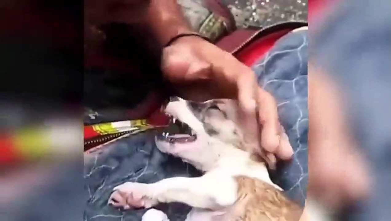 Tiere Die Menschen Um Hilfe Bitten! (5)