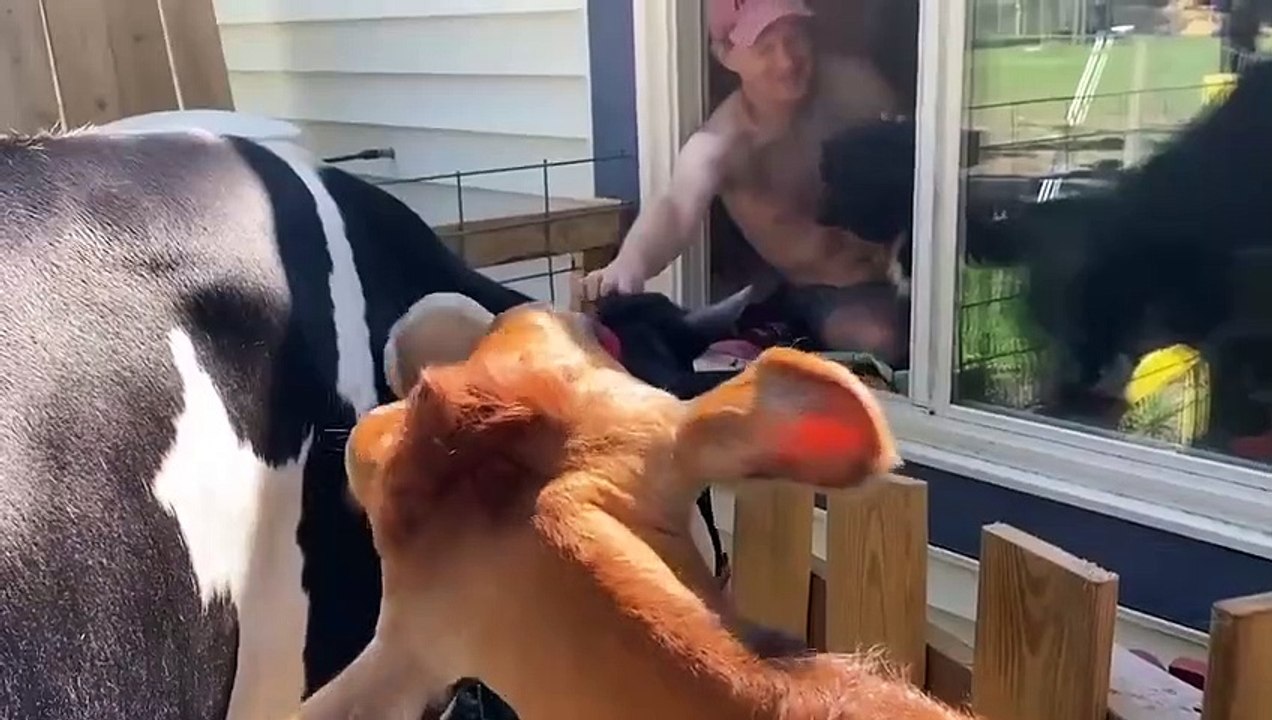 Tiere Treffen Ihre Besitzer Nach Jahren Wieder! (5)