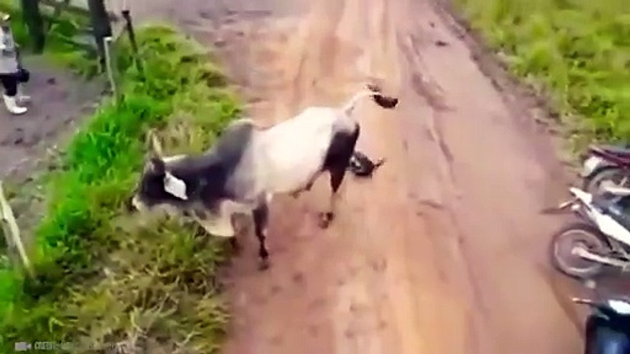 Diese Tiere Haben Sich Mit Dem Falschen Gegner Angelegt!