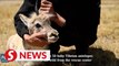 A visit to Tibetan antelopes' rescue center in China's Hoh Xil