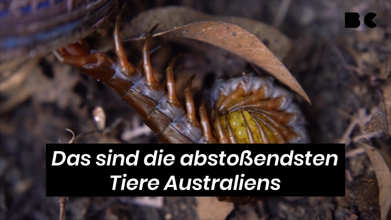 Das sind die abstoßendsten Tiere Australiens