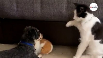 Dierenvrienden: hond beschermt cavia tegen kat (video)