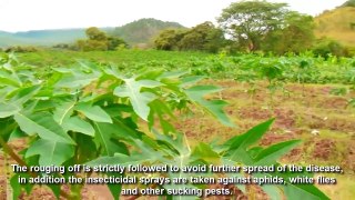 Awesome Papaya cultivation Technology - How to Grow and Harvesting Papaya